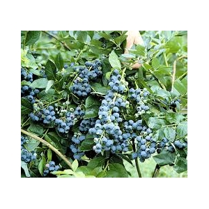 Šilauogė sodinė (Vaccinium x covilleanum) &#039;Jersey&#039;